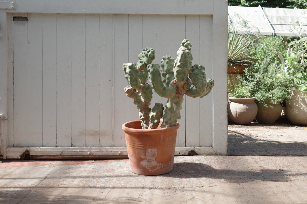 Pachycereus (Lophocereus) schottii f. major Specimen 40 / 130