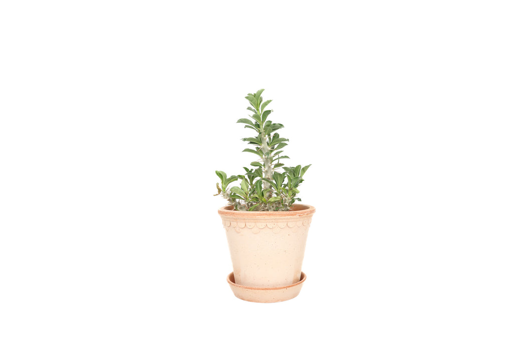 Pachypodium saundersii