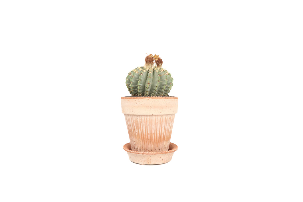 Parodia buiningii
