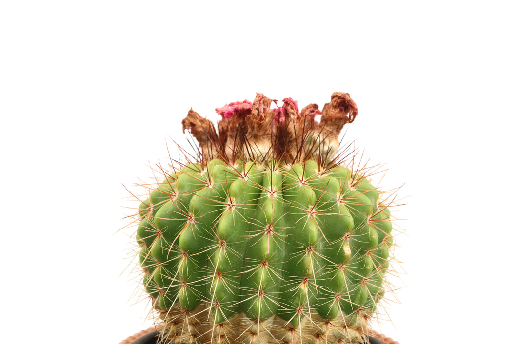 Parodia (Notocactus) herteri