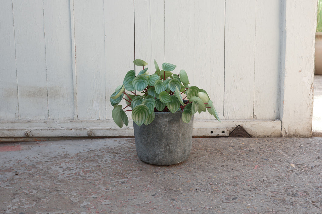 Peperomia argyreia