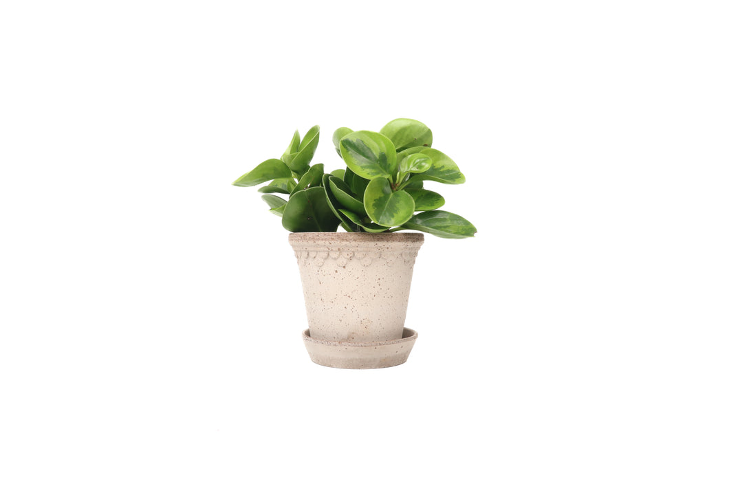 Peperomia obtusifolia 'Lemon Lime'