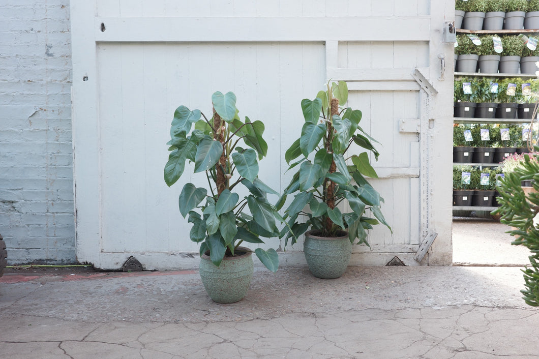 Philodendron 'Emerald Queen' – Conservatory Archives