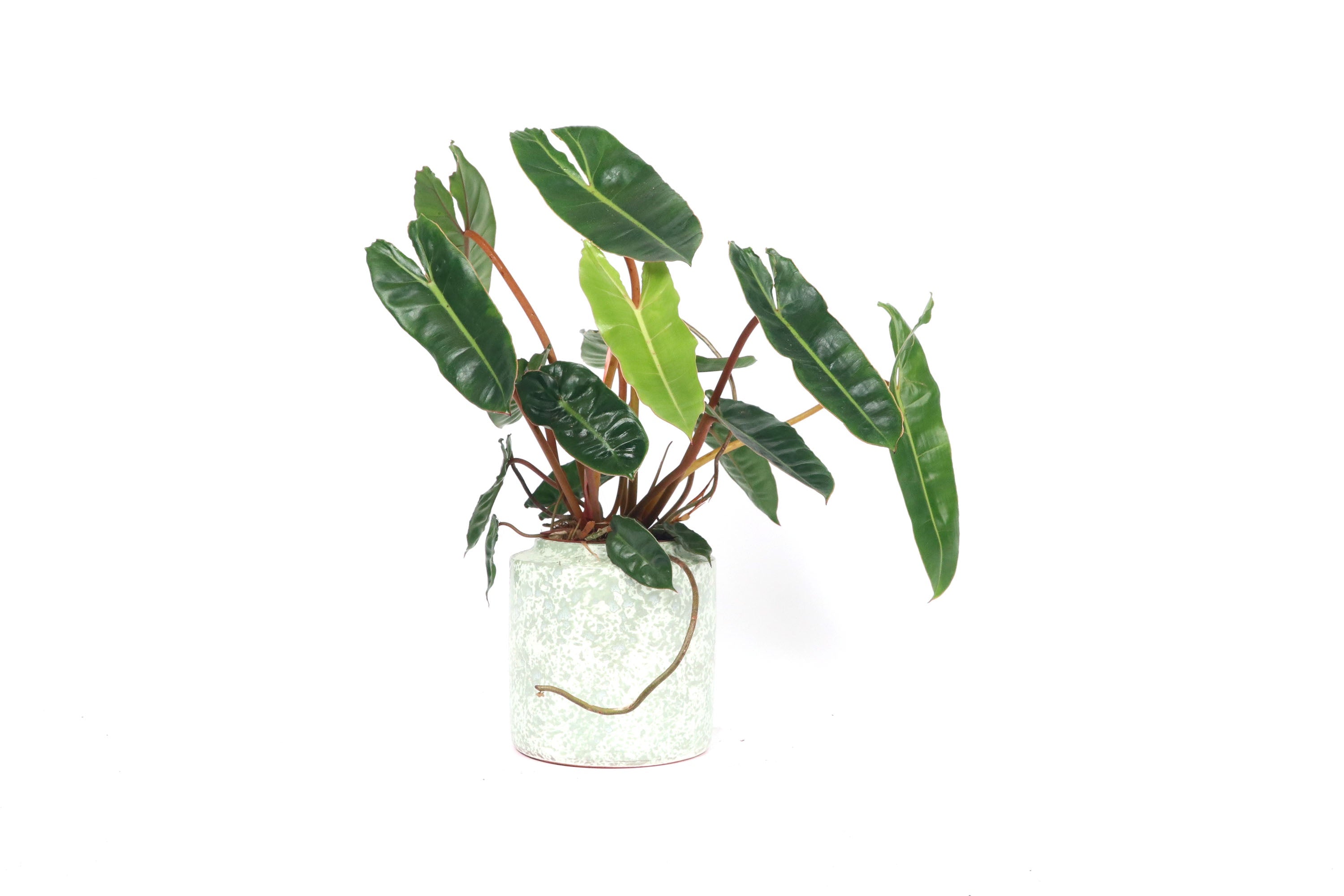 philodendron bestellen Philodendron billietiae – Conservatory Archives