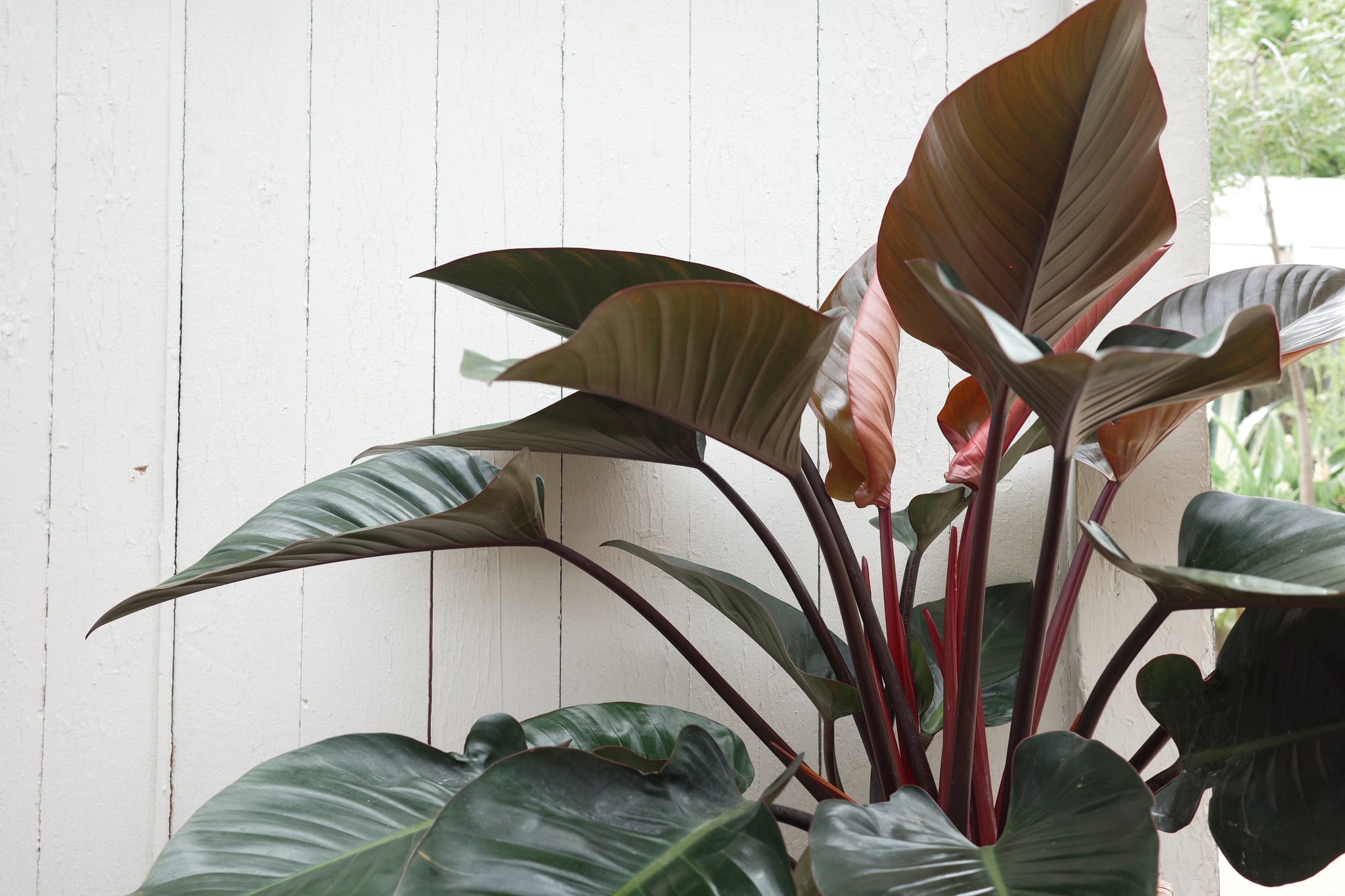 Philodendron 'Red Beauty' – Conservatory Archives