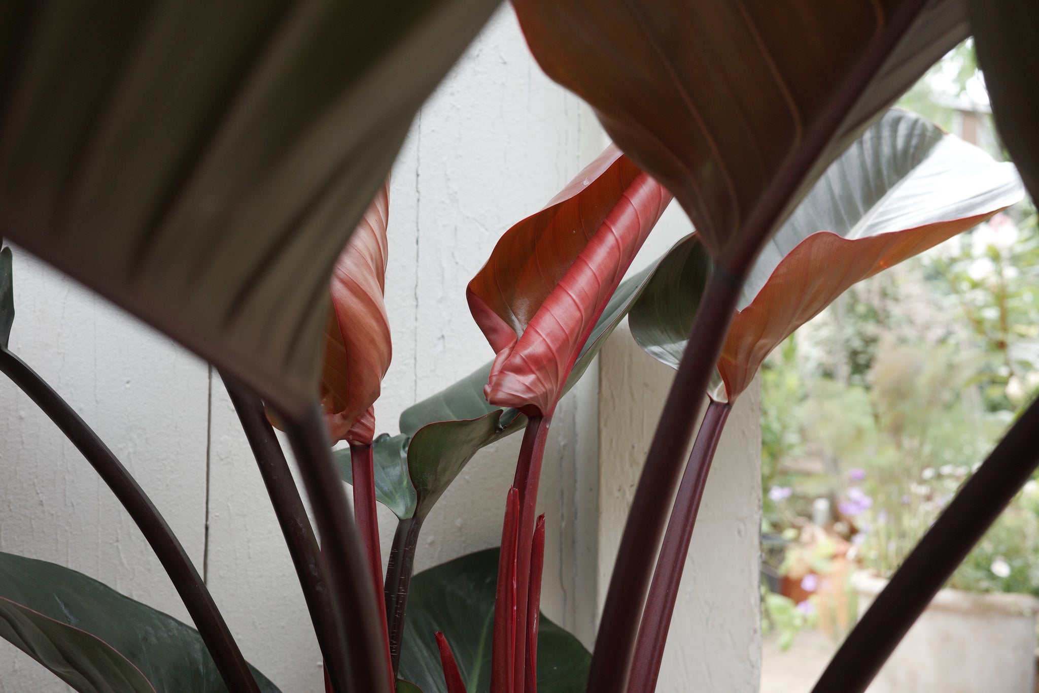 Philodendron 'Red Beauty' – Conservatory Archives