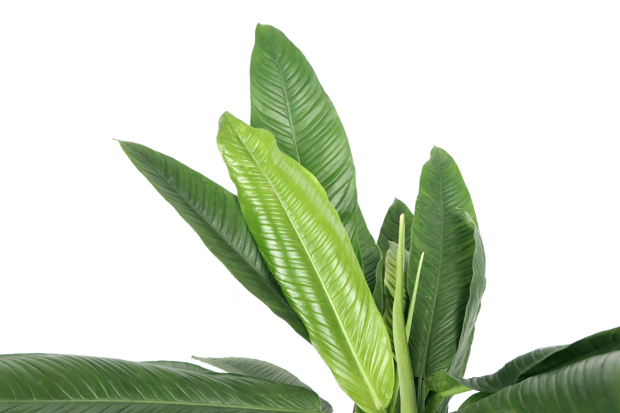 philodendron campi Philodendron campii 'Lynette' – Conservatory Archives