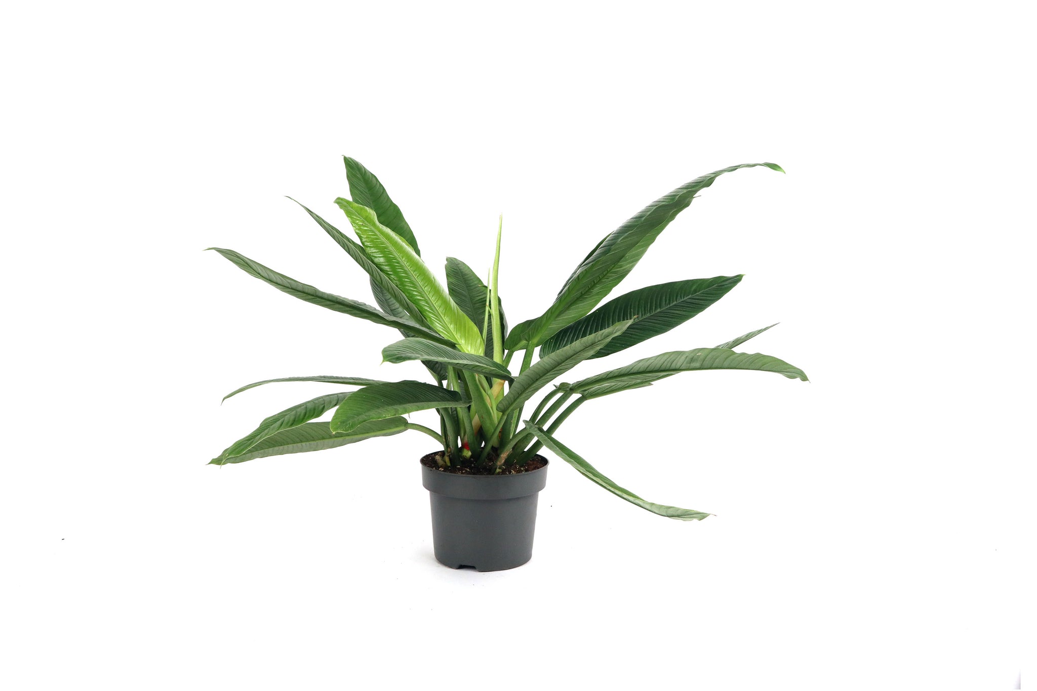 philodendron lynette price Philodendron campii 'Lynette' – Conservatory Archives