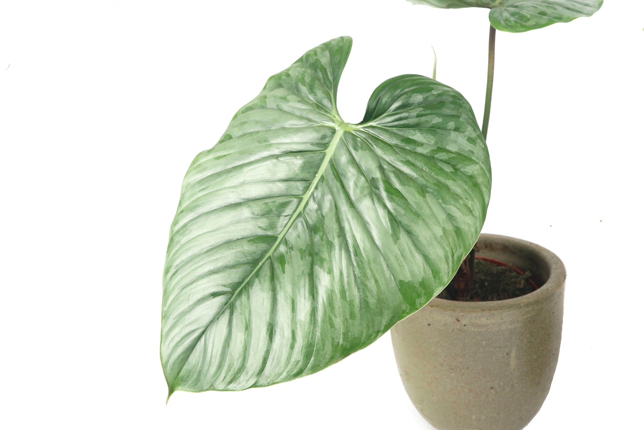 Philodendron sodiroi – Conservatory Archives