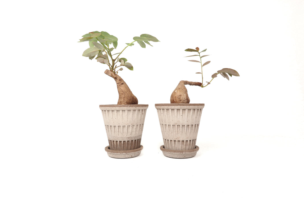 Phyllanthus mirabilis