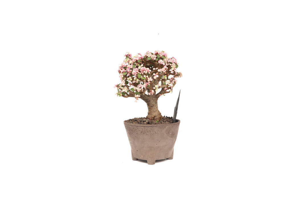 Portulacaria afra 'Candy'