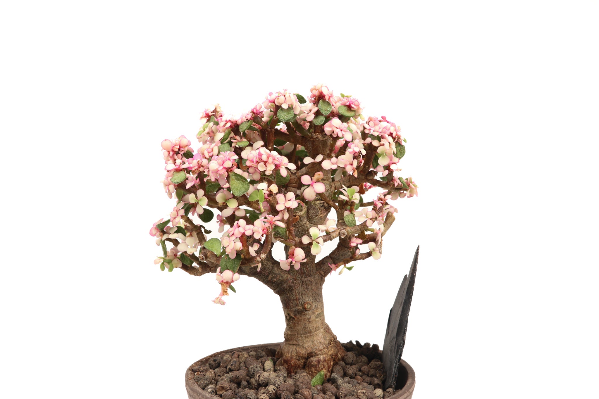 portulacaria afra candy Portulacaria afra 'Candy' – Conservatory Archives
