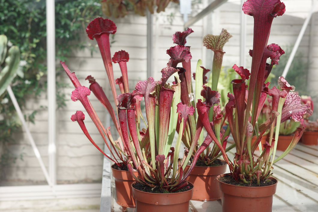 Sarracenia 'Juthatip Soper'