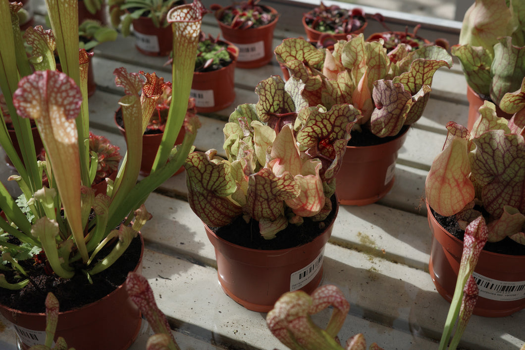 Sarracenia purpurea ssp. venosa