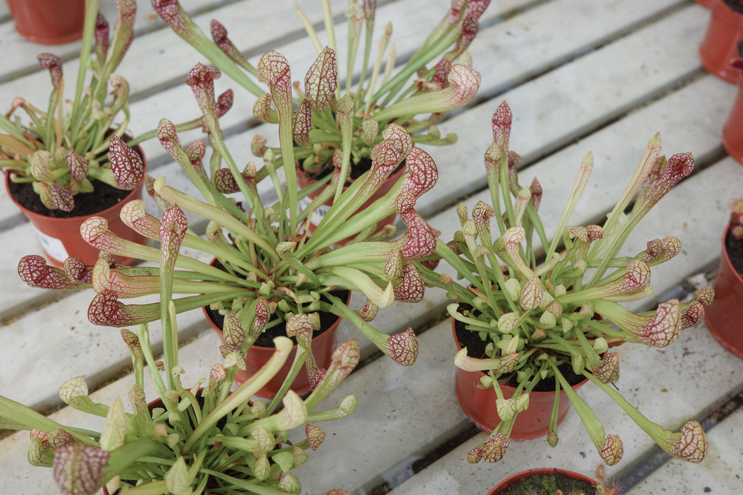 Sarracenia 'Scarlet Belle'