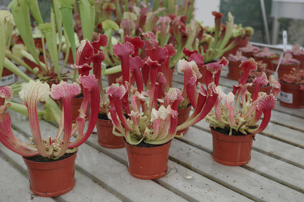 Sarracenia 'Smoorii'