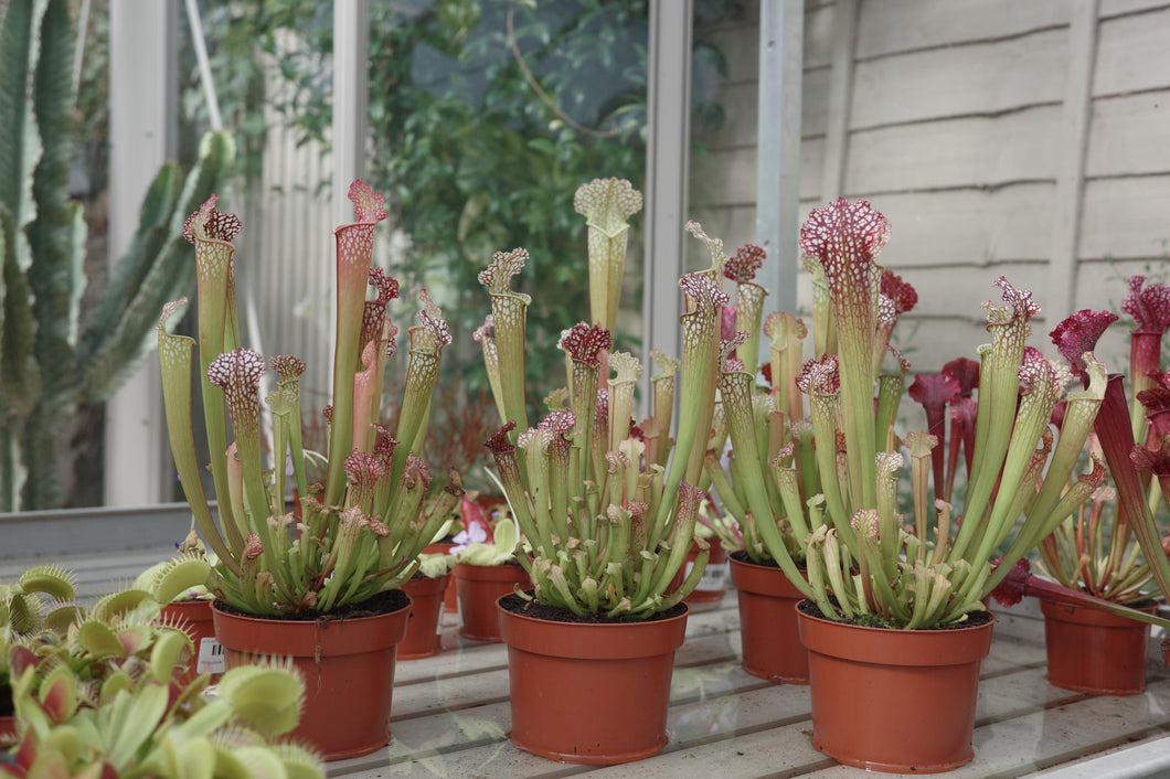 Sarracenia farnhamii hybrid