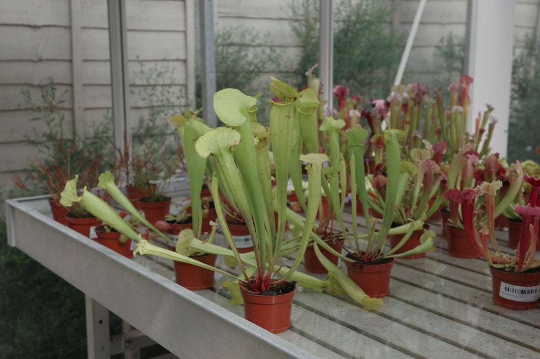 Sarracenia flava var. gigantea