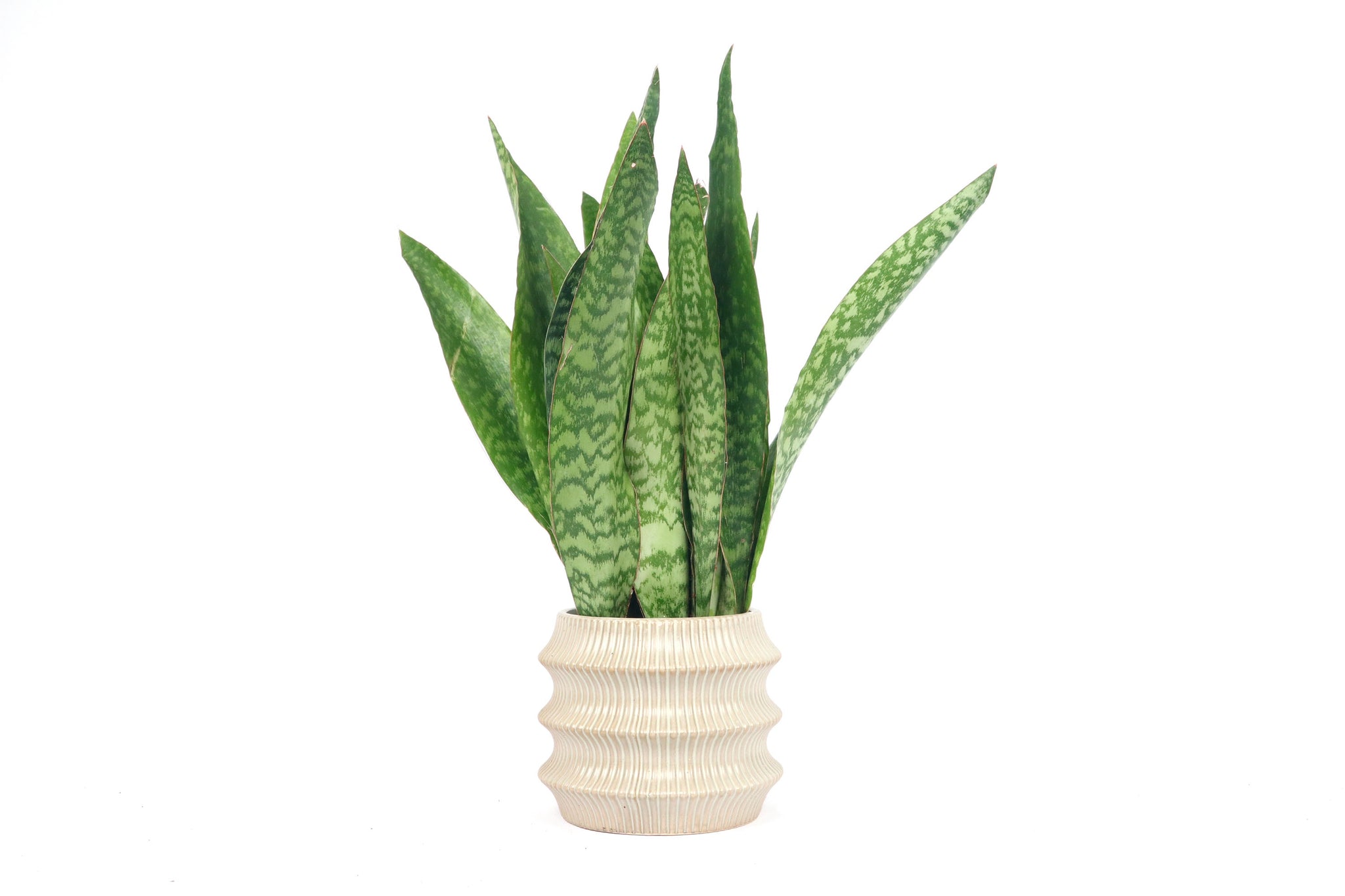 Dracaena (Sansevieria) aubrytniana 'Dragon' – Conservatory Archives
