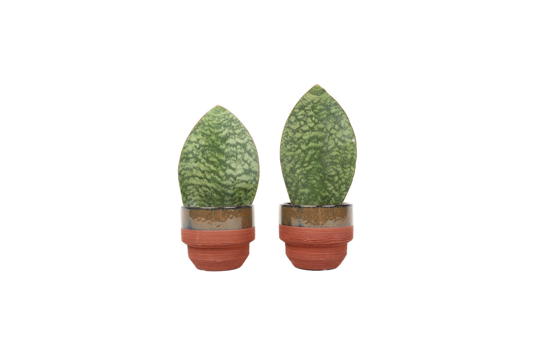 sansevieria grandis Sansevieria grandis – Conservatory Archives