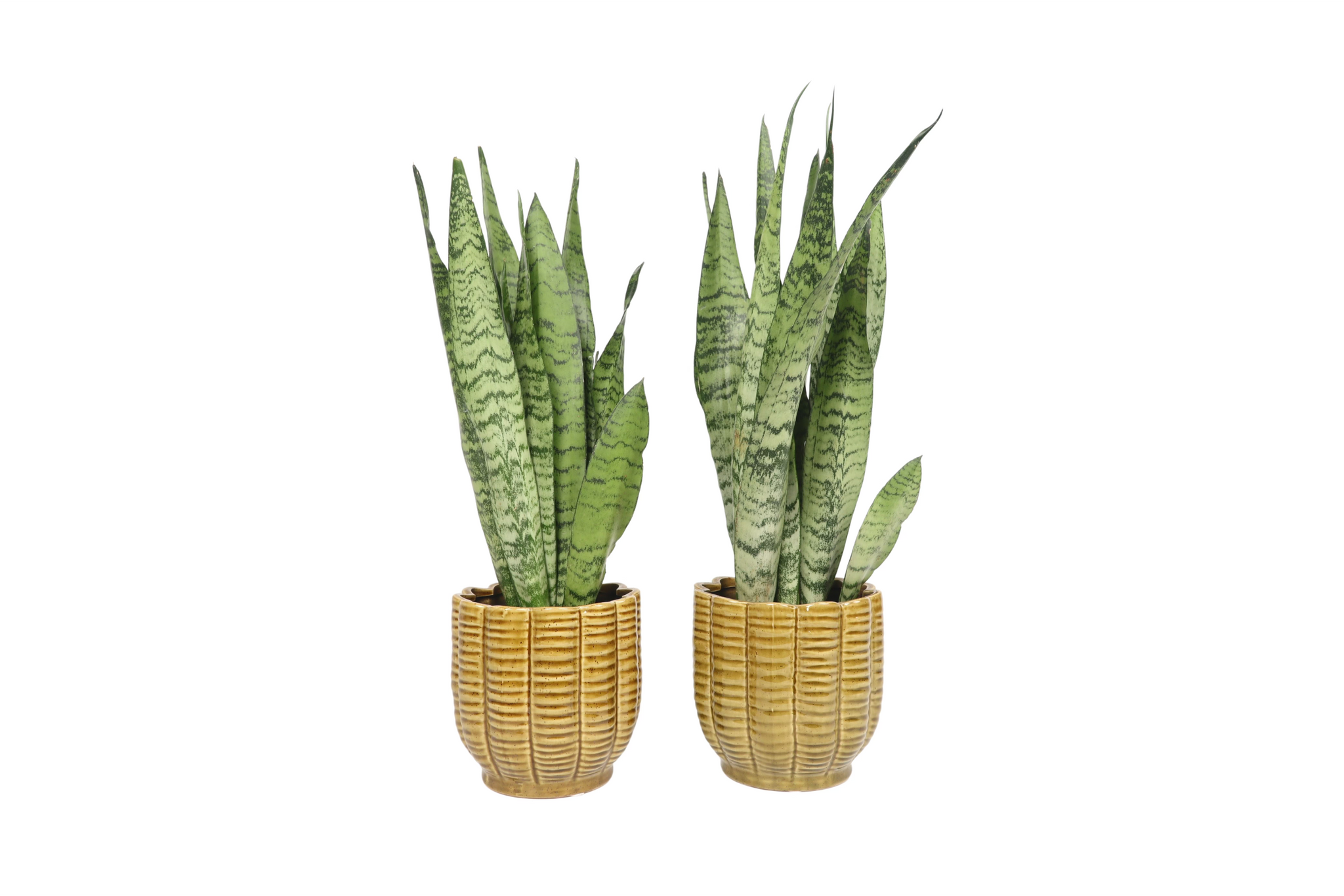 dracaena zeylanica Dracaena (Sansevieria) zeylanica – Conservatory Archives