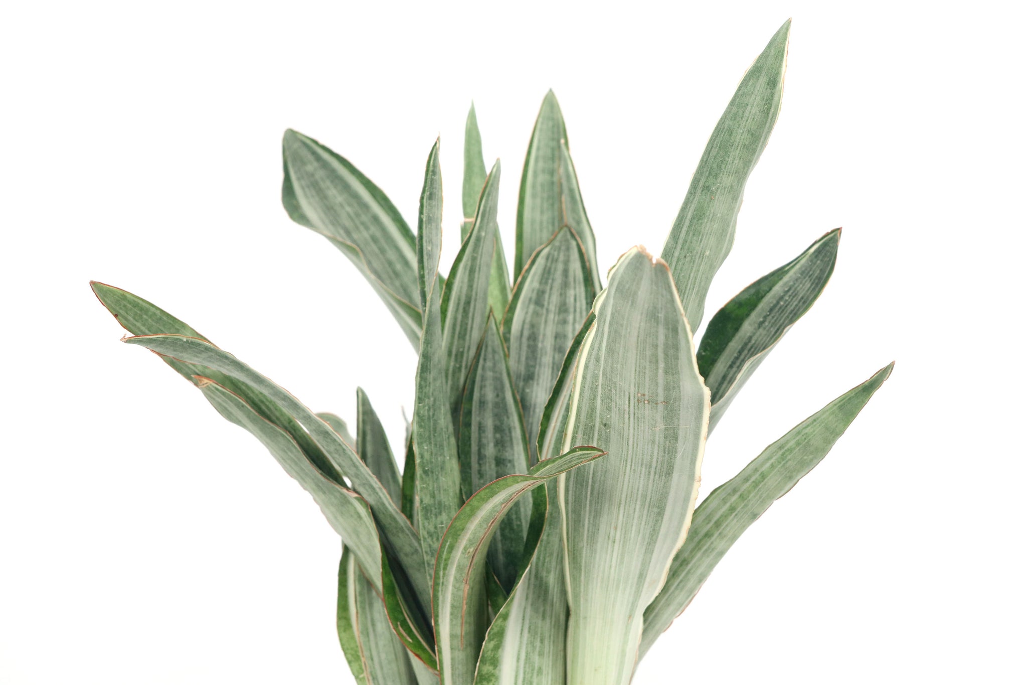 aubrytiana sansevieria Dracaena (Sansevieria) aubrytiana 'Marlowe' – Conservatory Archives