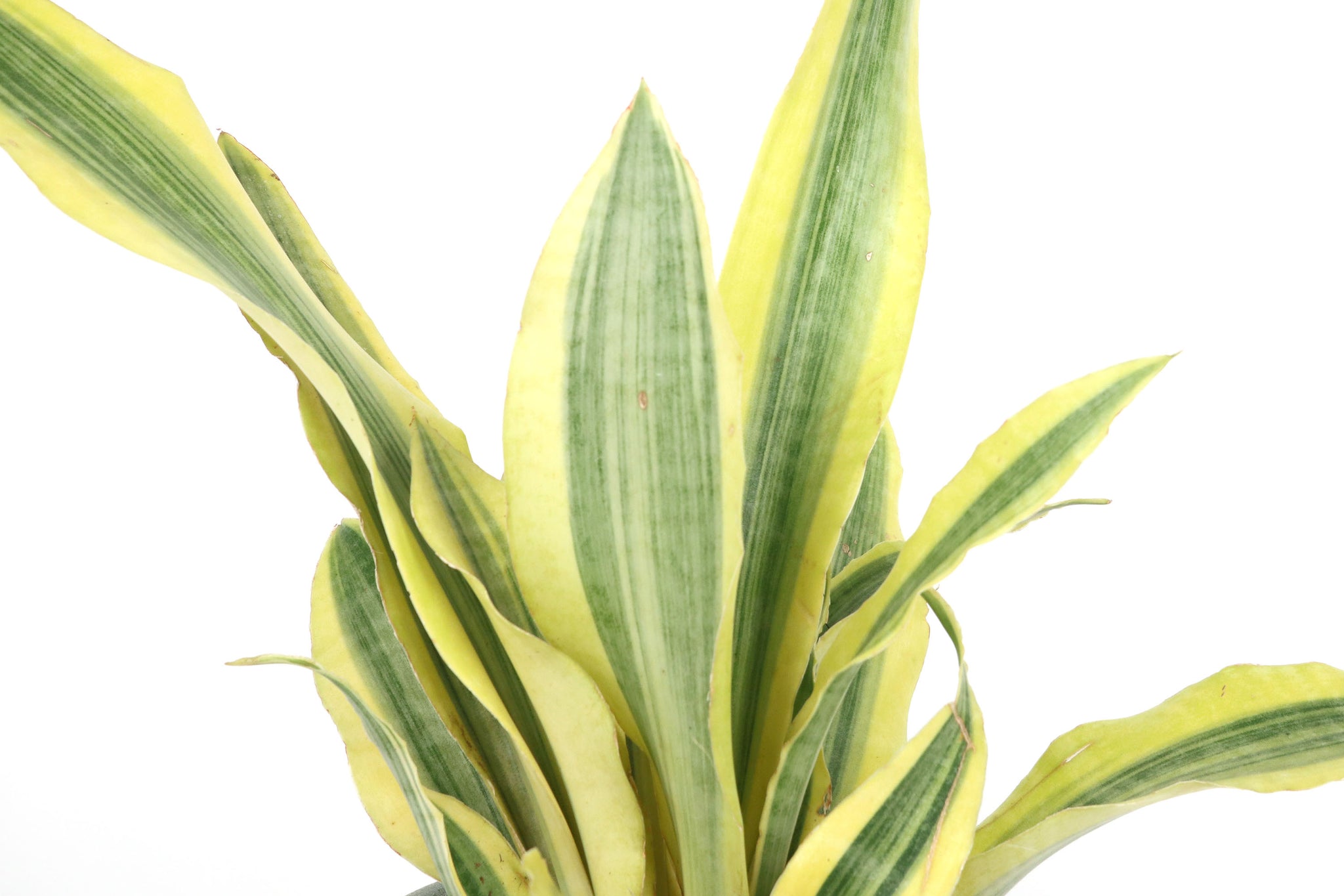 Dracaeana (Sansevieria) aubrytiana 'Yellowstone' – Conservatory Archives
