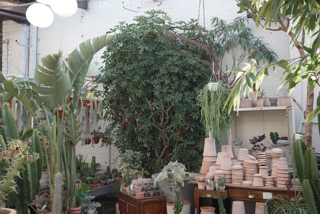 Schefflera arboricola 'Compacta' Specimen 70 / 325