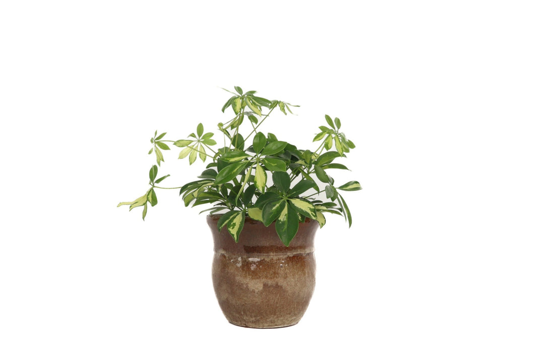 schefflera arboricola gerda Schefflera arboricola 'Gerda' – Conservatory Archives