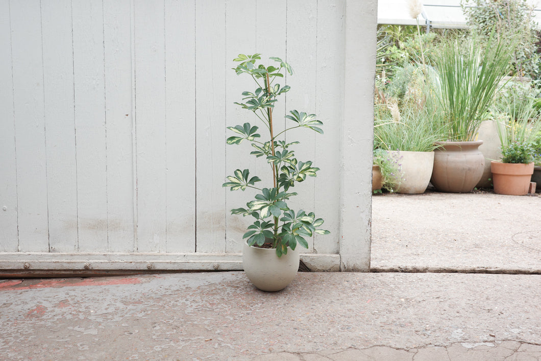 Schefflera arboricola 'Gold Capella'