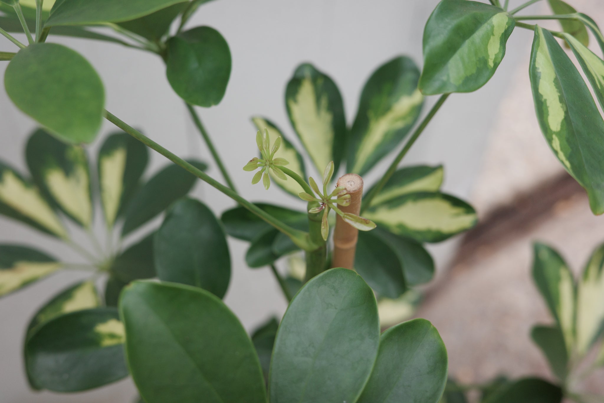Schefflera arboricola 'Gold Capella'  Conservatory Archives