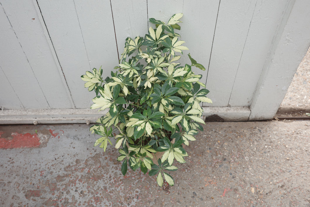 Schefflera arboricola 'Trinette'