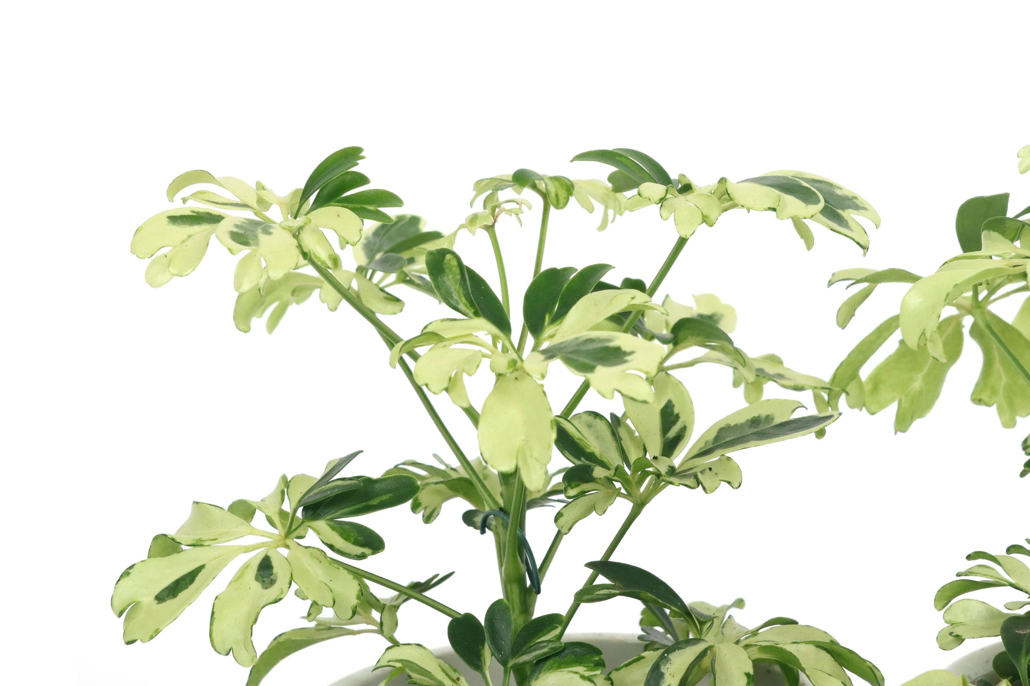 schefflera arboricola janine Schefflera arboricola 'Janine' – Conservatory Archives