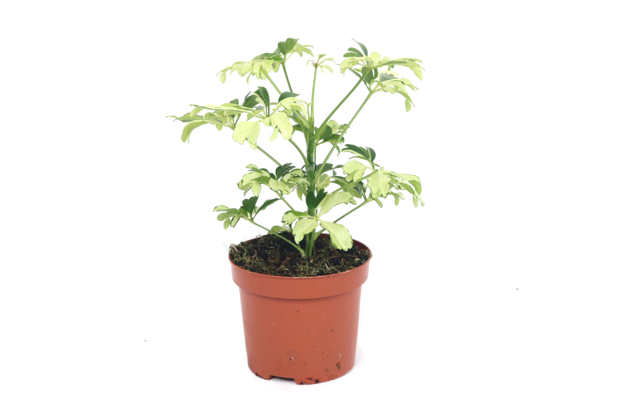schefflera arboricola janine Schefflera arboricola 'Janine' – Conservatory Archives