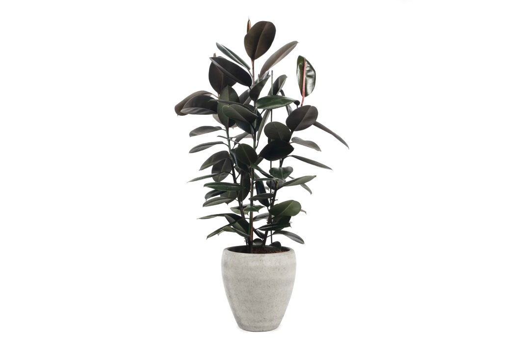 Ficus elastica 'Abidjan'