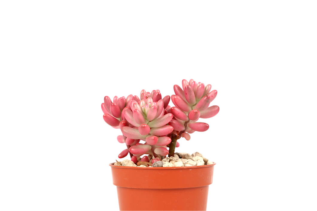 Sedum rubrotinctum 'Aurora'