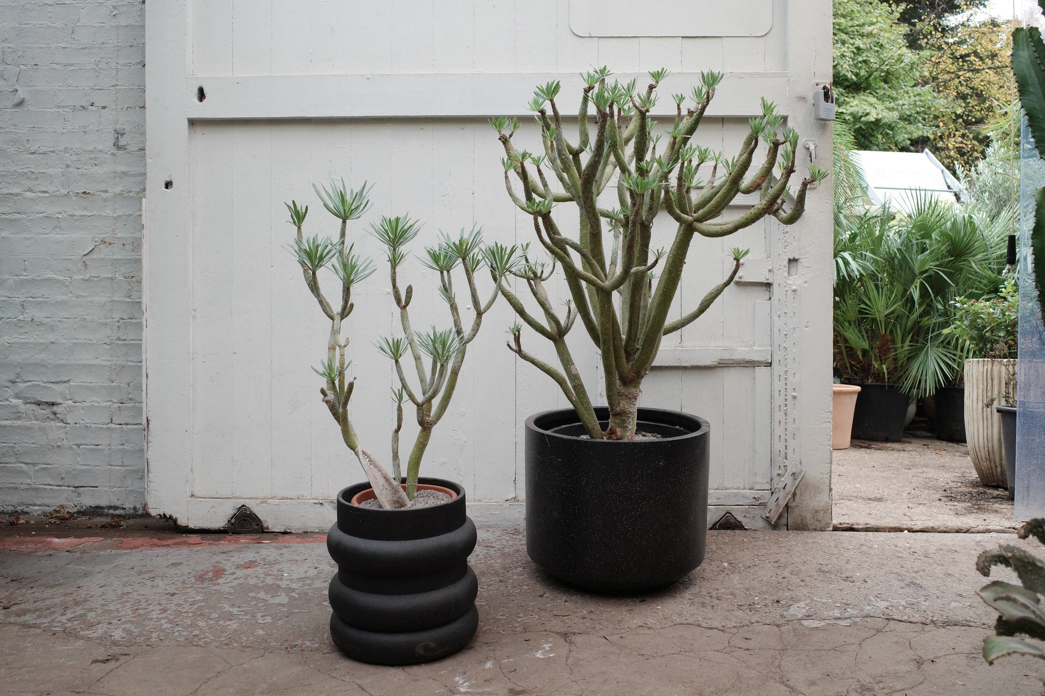 kleinia succulent Kleinia neriifolia (Senecio kleinia) – Conservatory Archives