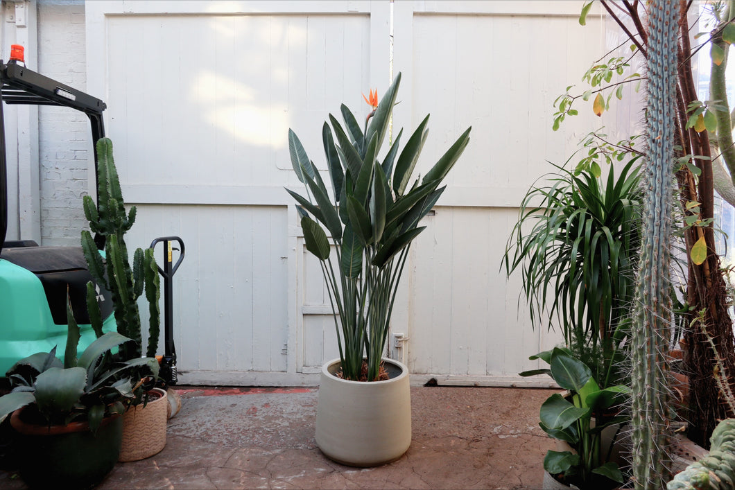 Strelitzia reginae