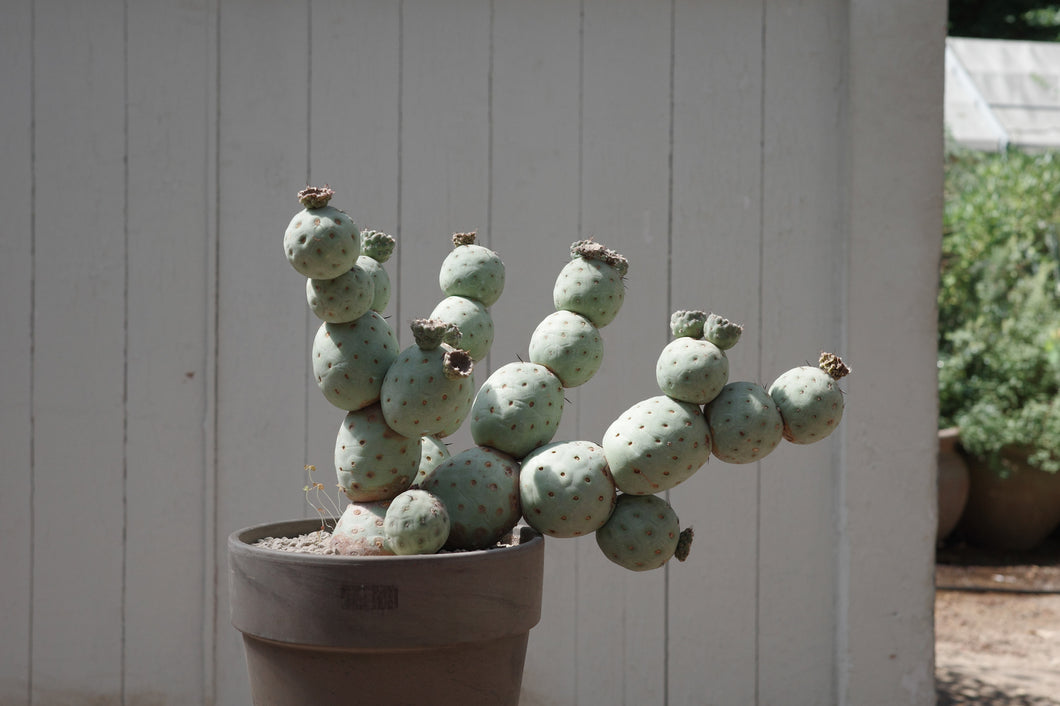 Tephrocactus geometricus Specimen 22 / 45 / 26x Balls