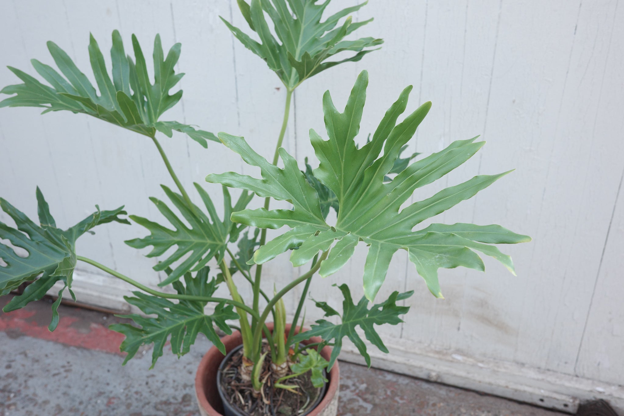philodendron bipinnatifidum uk Thaumatophyllum (Philodendron) bipinnatifidum – Conservatory Archives