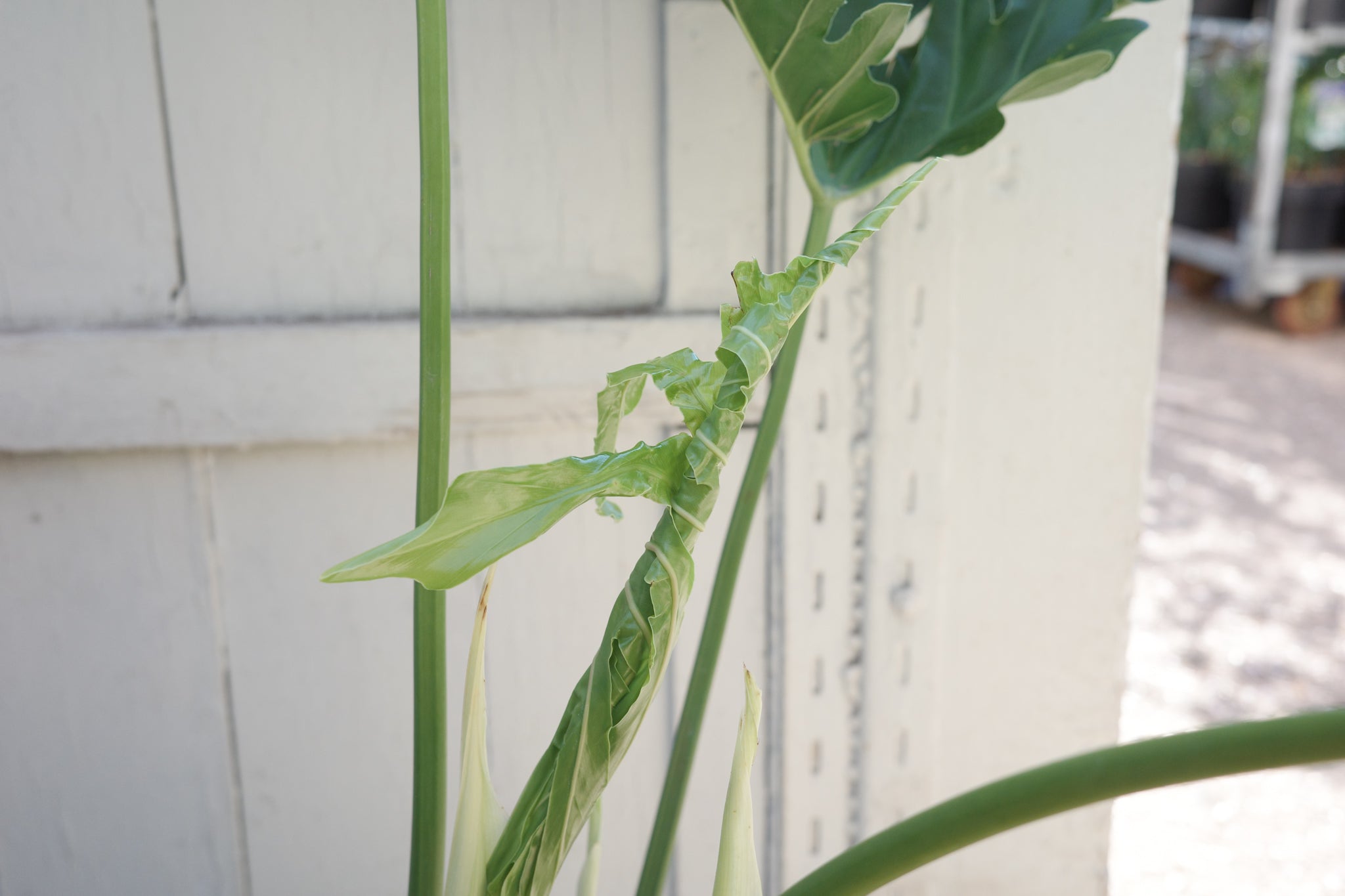 philodendron selloum leaf node Thaumatophyllum (Philodendron) bipinnatifidum – Conservatory Archives