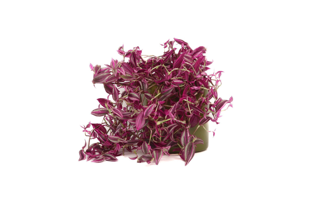 Tradescantia zebrina 'Pink Paradise'