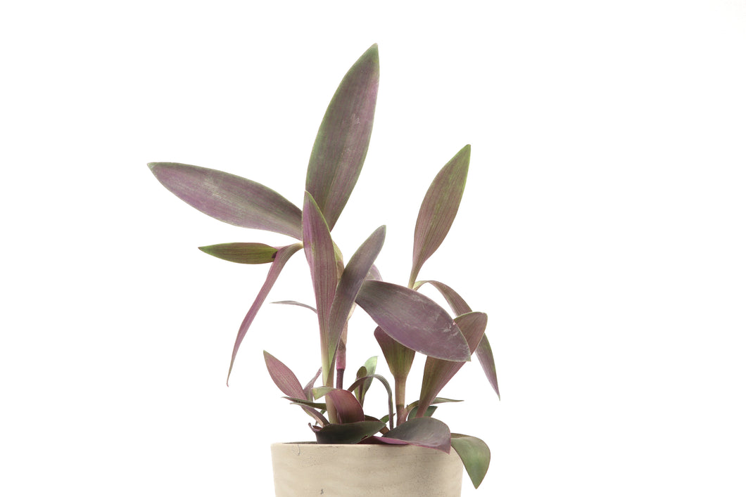 Tradescantia pallida