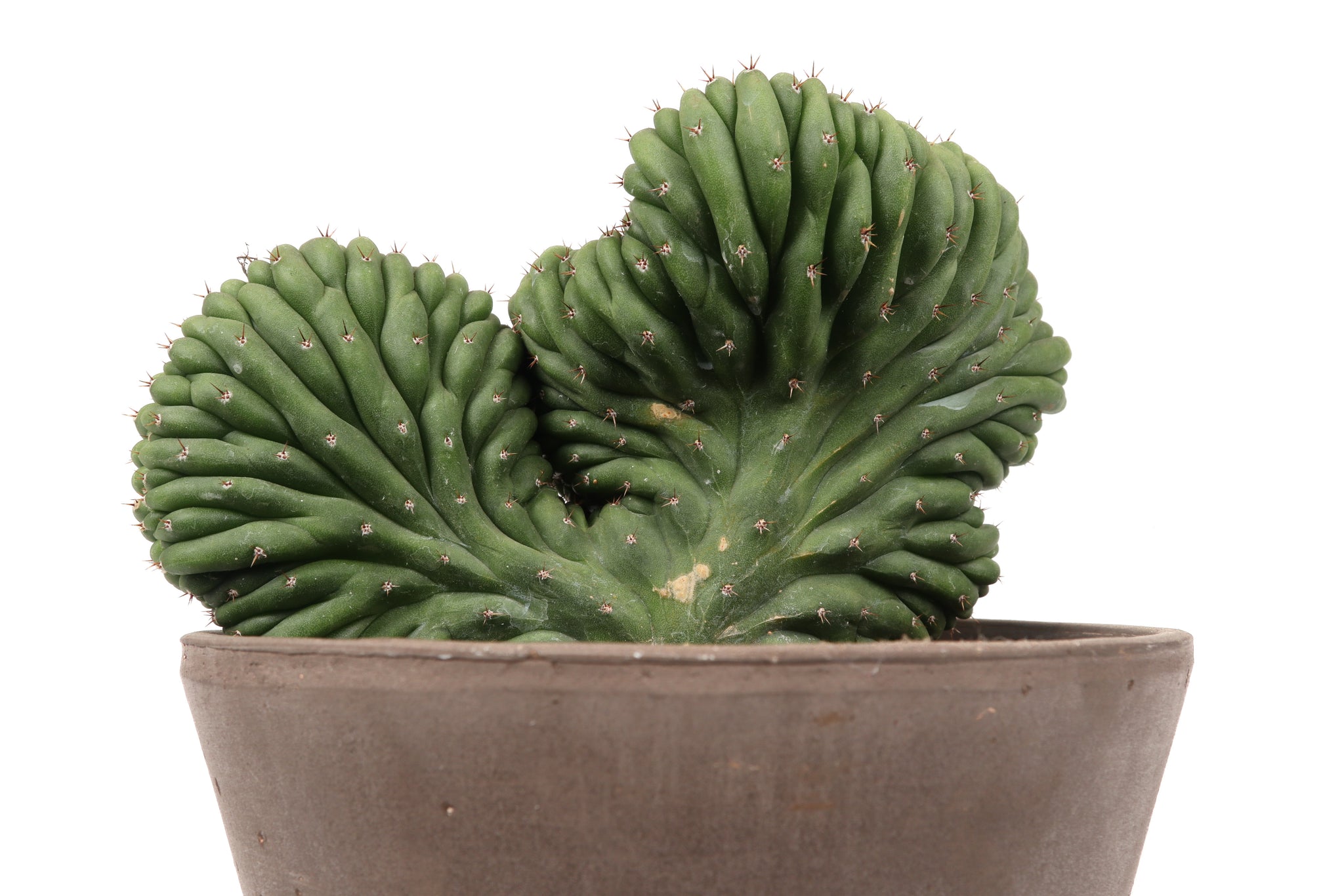 Echinopsis (Trichocereus) pachanoi f. cristata – Conservatory Archives