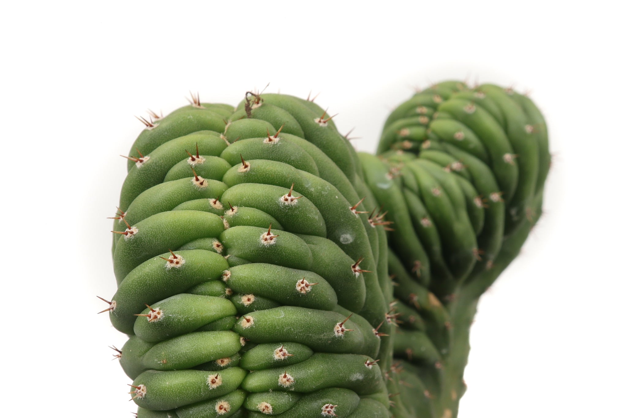 Echinopsis (Trichocereus) pachanoi f. cristata – Conservatory Archives
