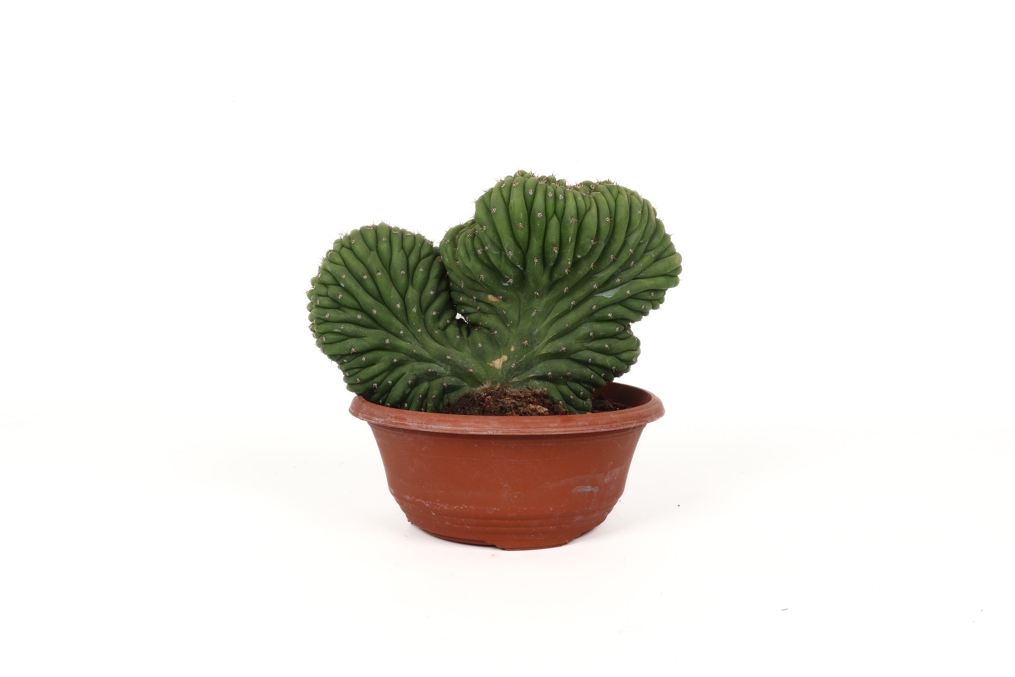Echinopsis (Trichocereus) pachanoi f. cristata – Conservatory Archives