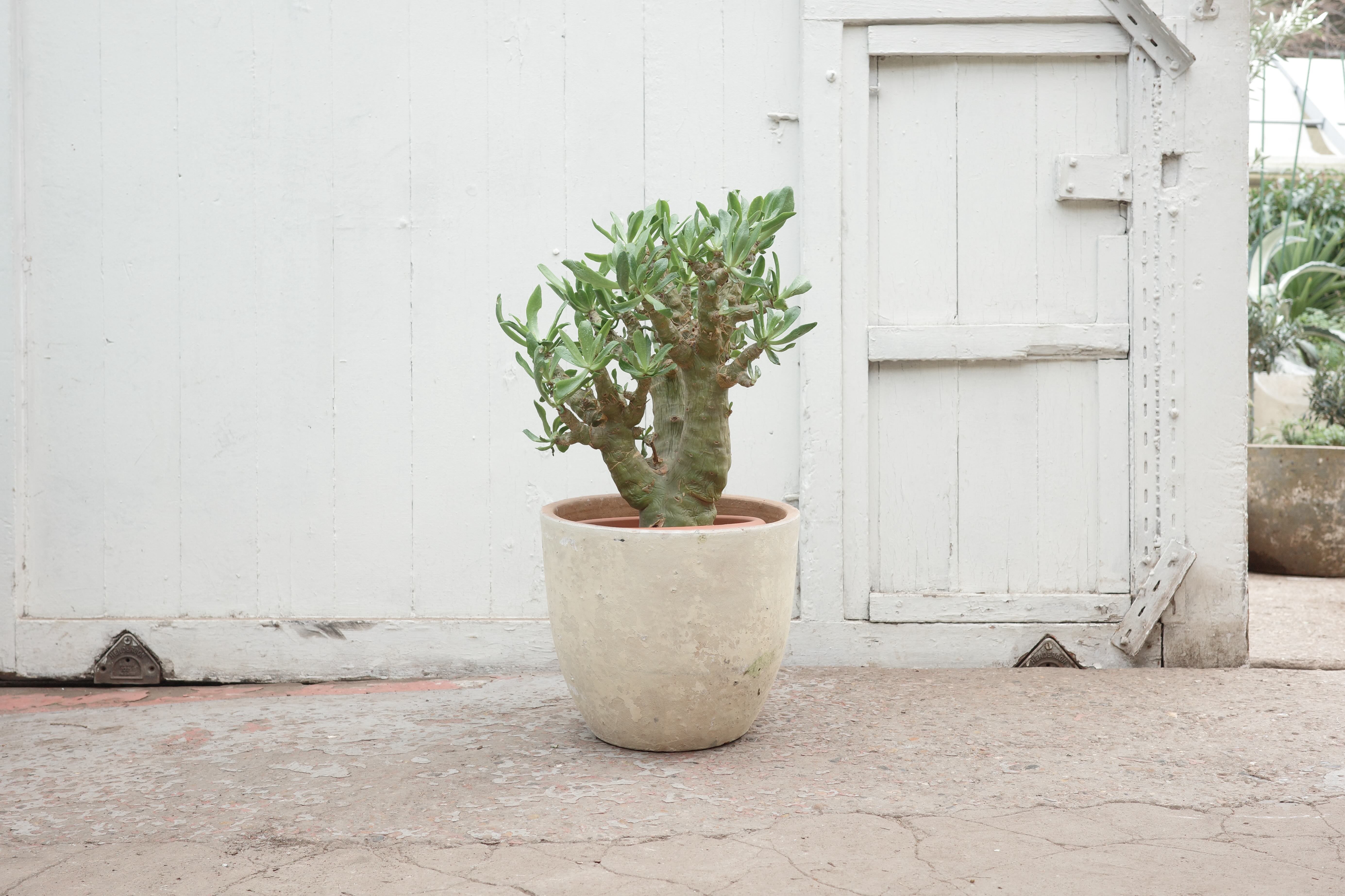 Tylecodon paniculatus – Conservatory Archives