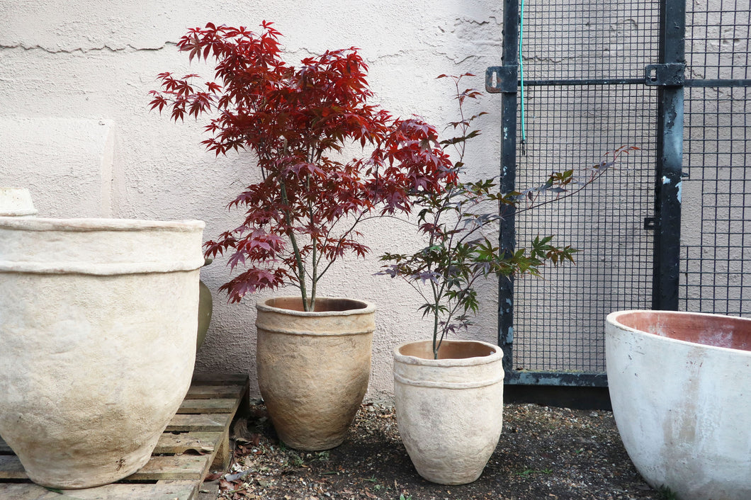 Acer palmatum 'Bloodgood'