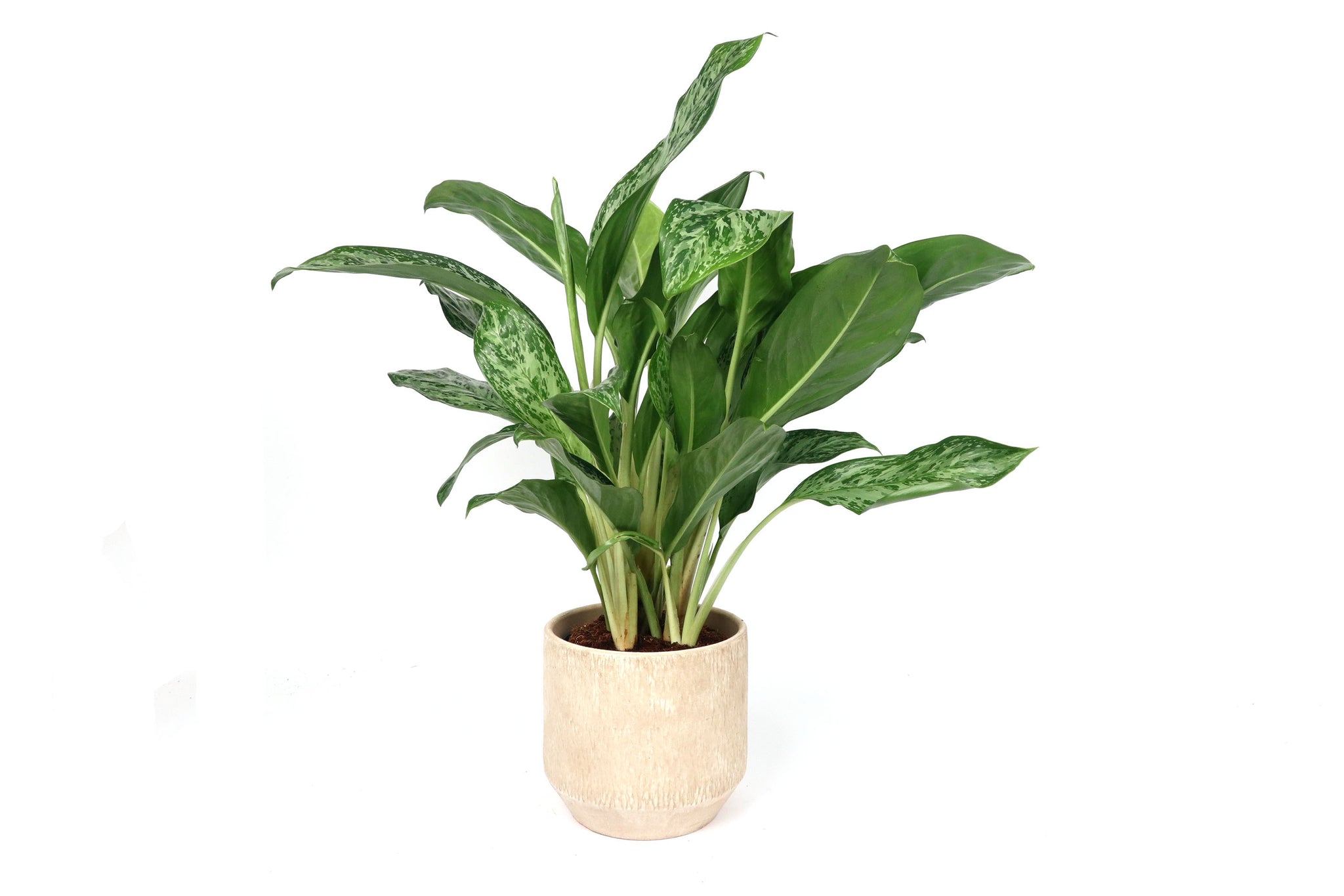 N*P様 THE GREEN KONG Aglaonema picture Aglaonema 'Greenlight' - exemplare XL (2-3 plante/ghiveci
