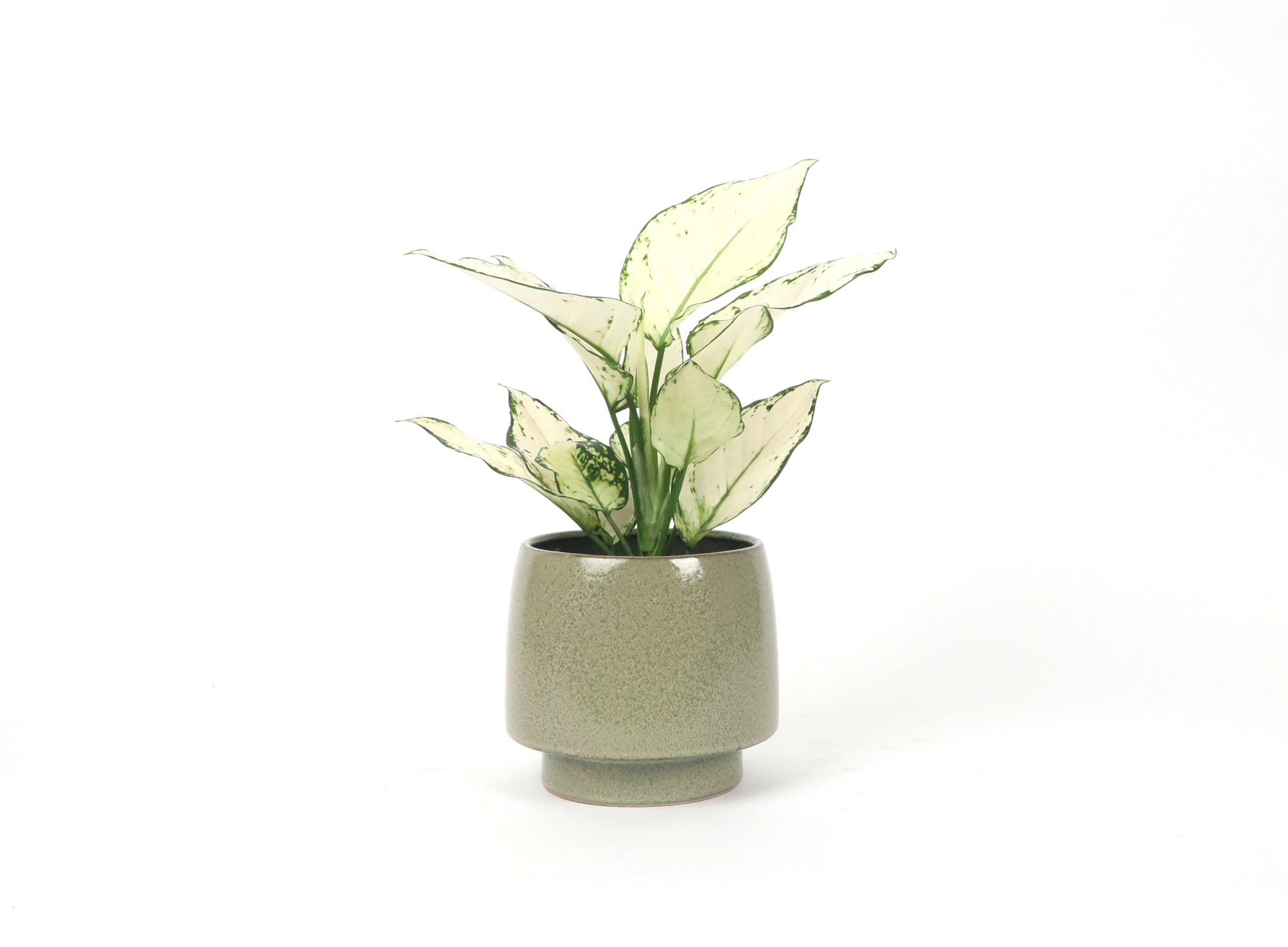 aglaonema white joy Aglaonema 'White Joy' – Conservatory Archives